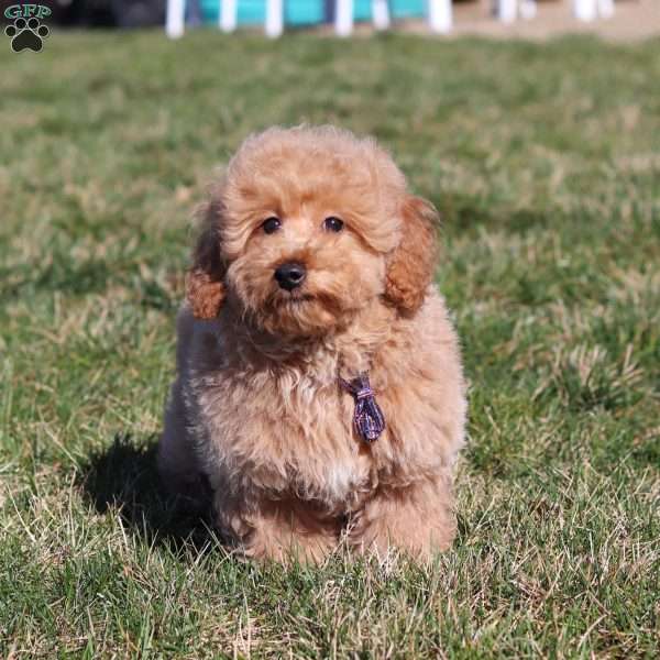 Carter, Miniature Poodle Puppy